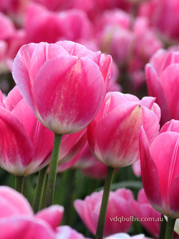 Sauternes - Tulip