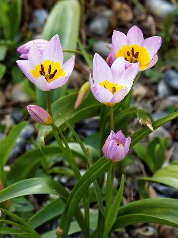 saxatilis - Tulip
