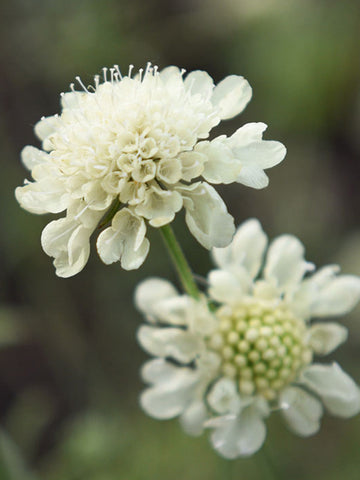 Scabiosa ochroleuca 'Moondance'