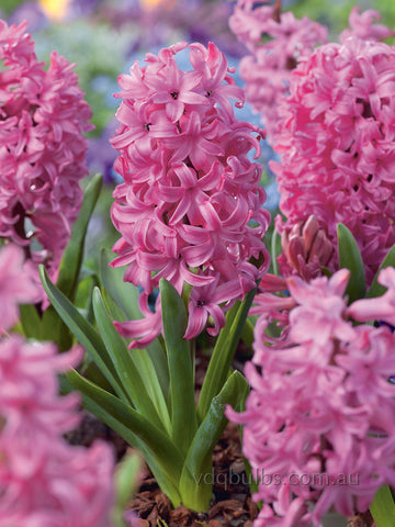 Scarlet Pearl - Hyacinth