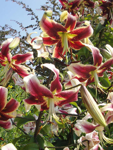 white planet lily White Planet - Lilium