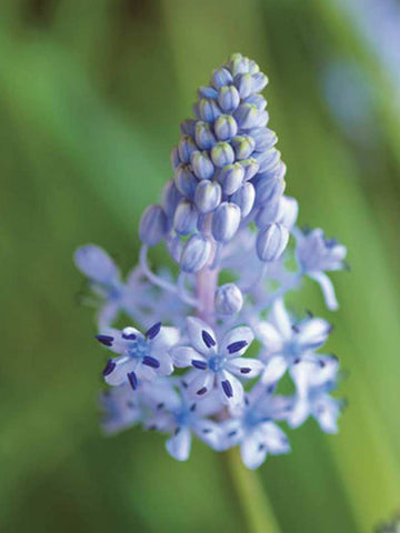 Scilla Litardierei