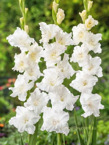 Senvion - Gladioli