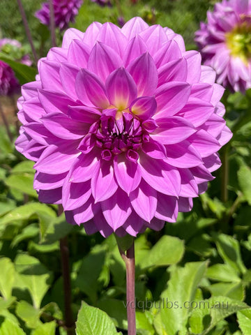 Sherlock - Dahlia