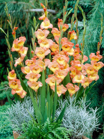 Sierra - Gladioli