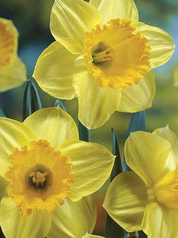 Signor - Daffodil