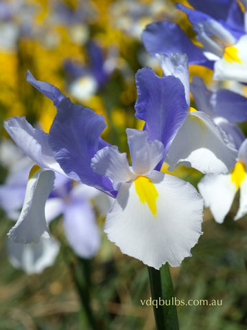 Silver Beauty - Dutch Iris