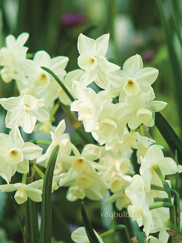 Silver Chimes - Daffodil