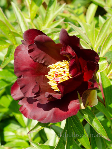 Simply Red - Itoh Peony