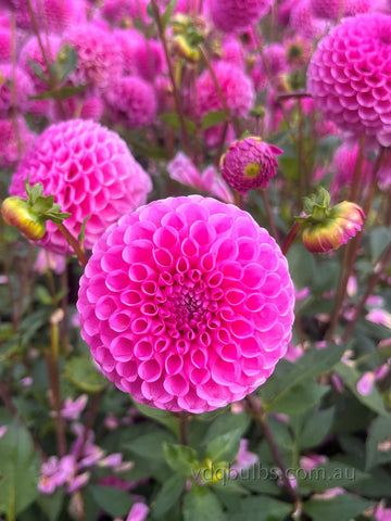 Sir Richard - Dahlia