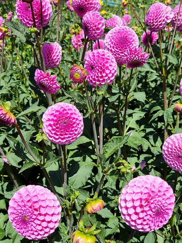 Sir Richard - Dahlia