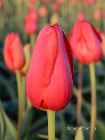 Sky High Scarlet - Tulip