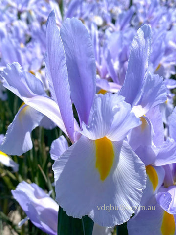 Sky Rocket - Dutch Iris