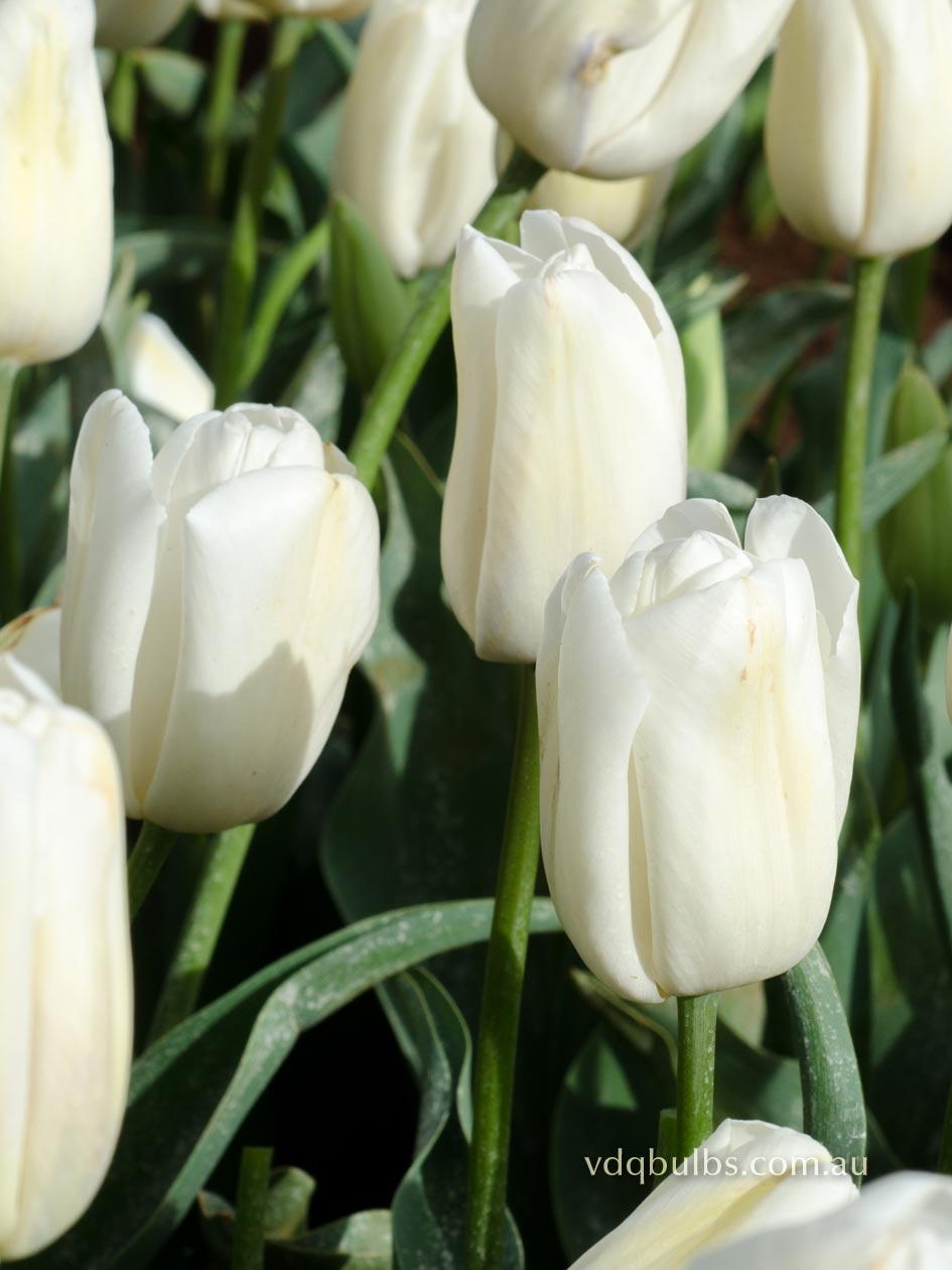 Snowboard - Tulip | VDQ Bulbs