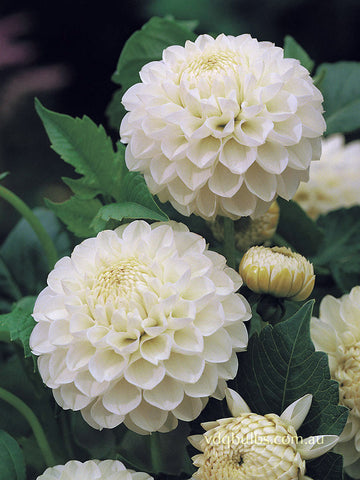 Snowy - Dahlia