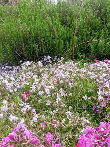 Soft Pink - Alpine Phlox