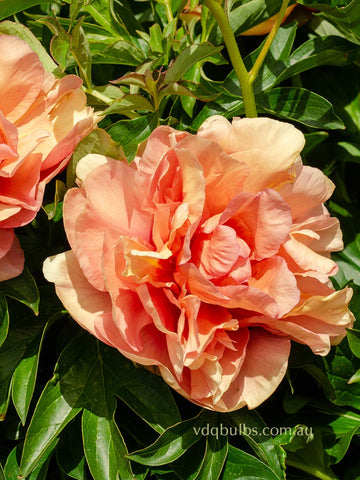 Soleil d'Ambre - Itoh Peony