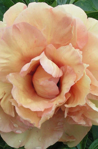 Soleil d'Ambre - Itoh Peony