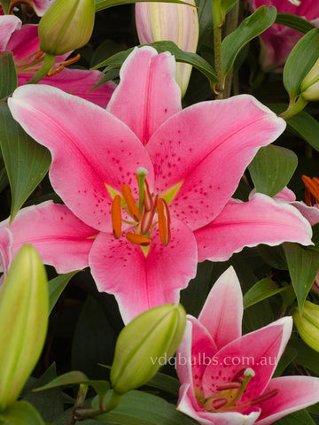 pearl white lily Pearl White - Lilium