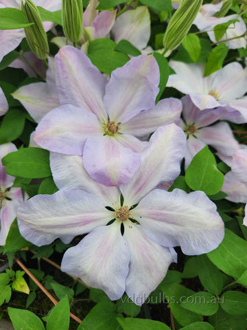 Special Occasion - Clematis
