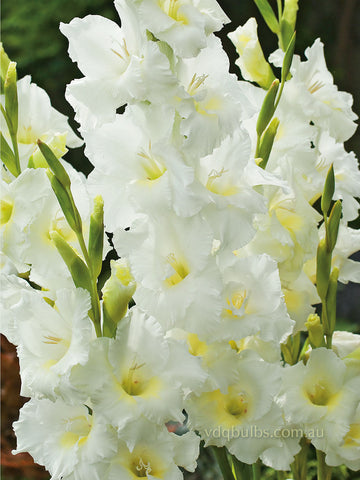 Speed Date - Gladioli