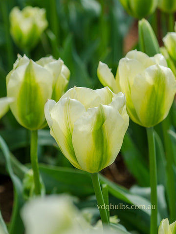 Spring Green - Tulip