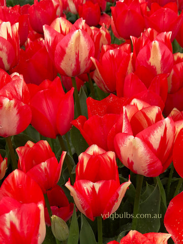 Spryng Duo Blend - Tulips