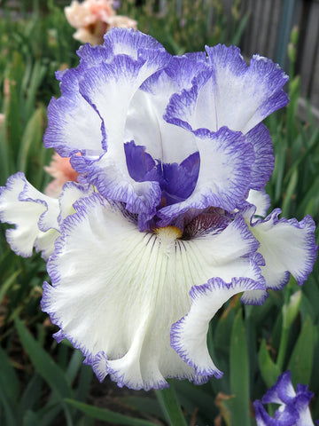 Star Of The Morn - Bearded Iris