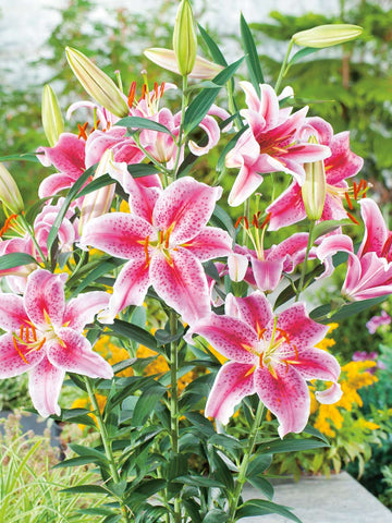 Stargazer - Dwarf Oriental Lilium