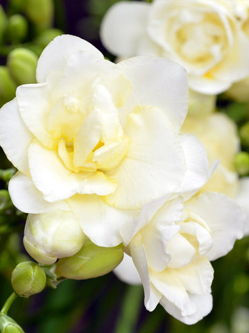 Starlight - Double Freesia