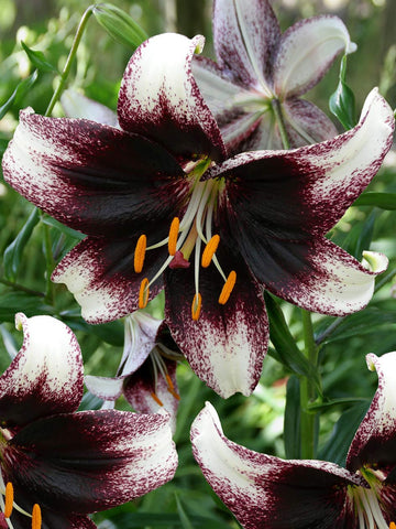 Stracciatella  Event - Tango Lilium