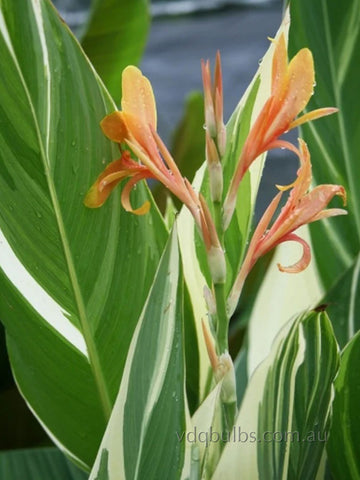 Canna Lily 'Stuttgart'