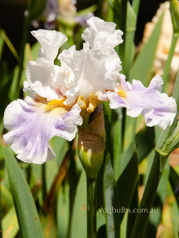 Stylised - Bearded Iris