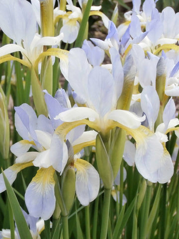 Summer Skies - Siberian Iris