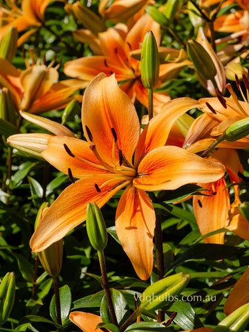 Sunset Boulevard - AOA Lilium