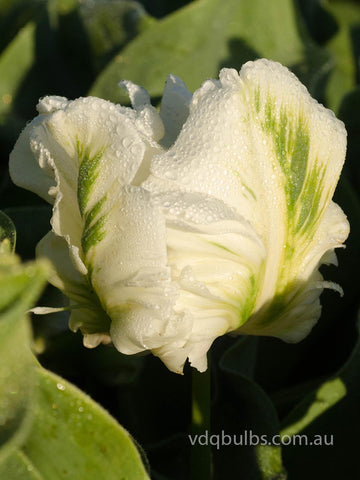 Super Parrot - Tulip