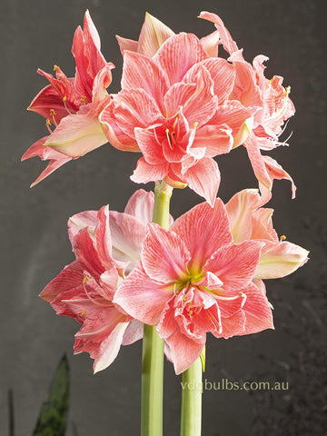 Sweet Nymph - Hippeastrum