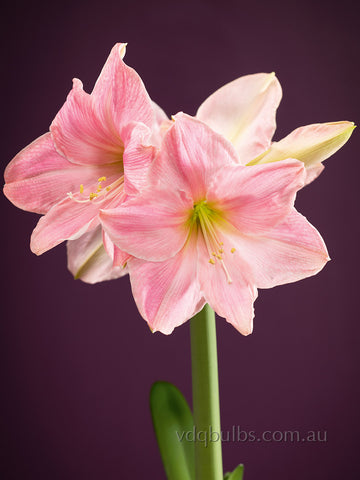 Sweet Star - Hippeastrum