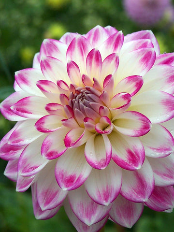 Sweetheart - Dahlia