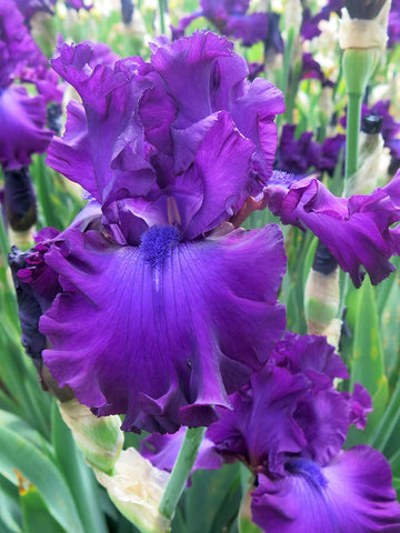 Swingtown - Bearded Iris