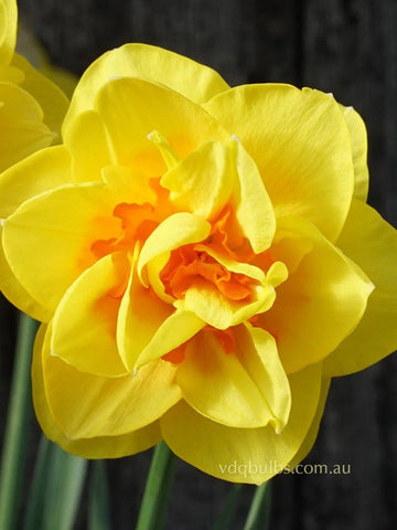 Tamar Fire - Daffodil