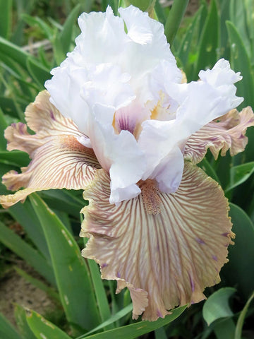 Tango Amigo - Bearded Iris