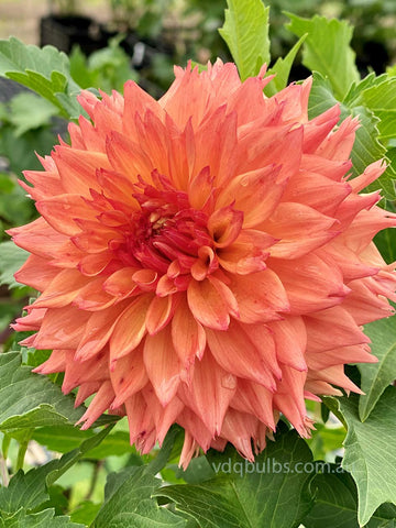 Teddy Bear - Dahlia