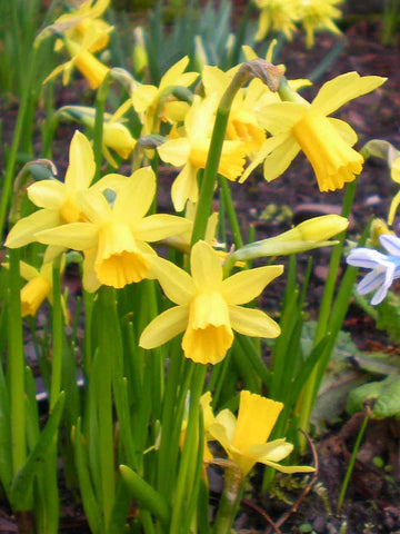Tete a Tete - Miniature Daffodil