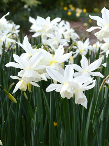 Thalia - Miniature Daffodil