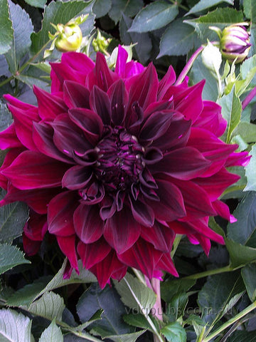 Thelma Maude - Dahlia