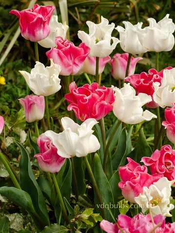 Tiara Blend - Tulips