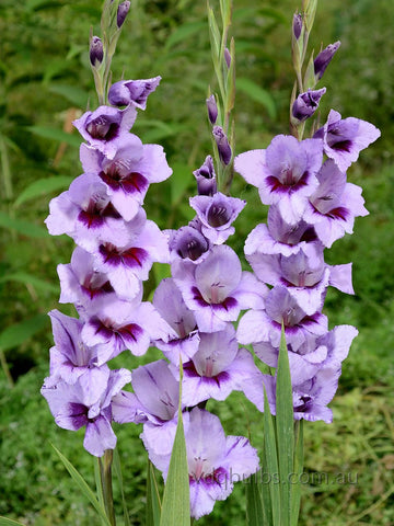 Tina - Glamini Gladioli