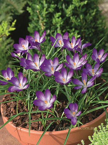 tommasinianus 'Barr's Purple' - Crocus