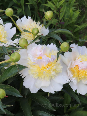 Top Brass - Herbaceous Peony